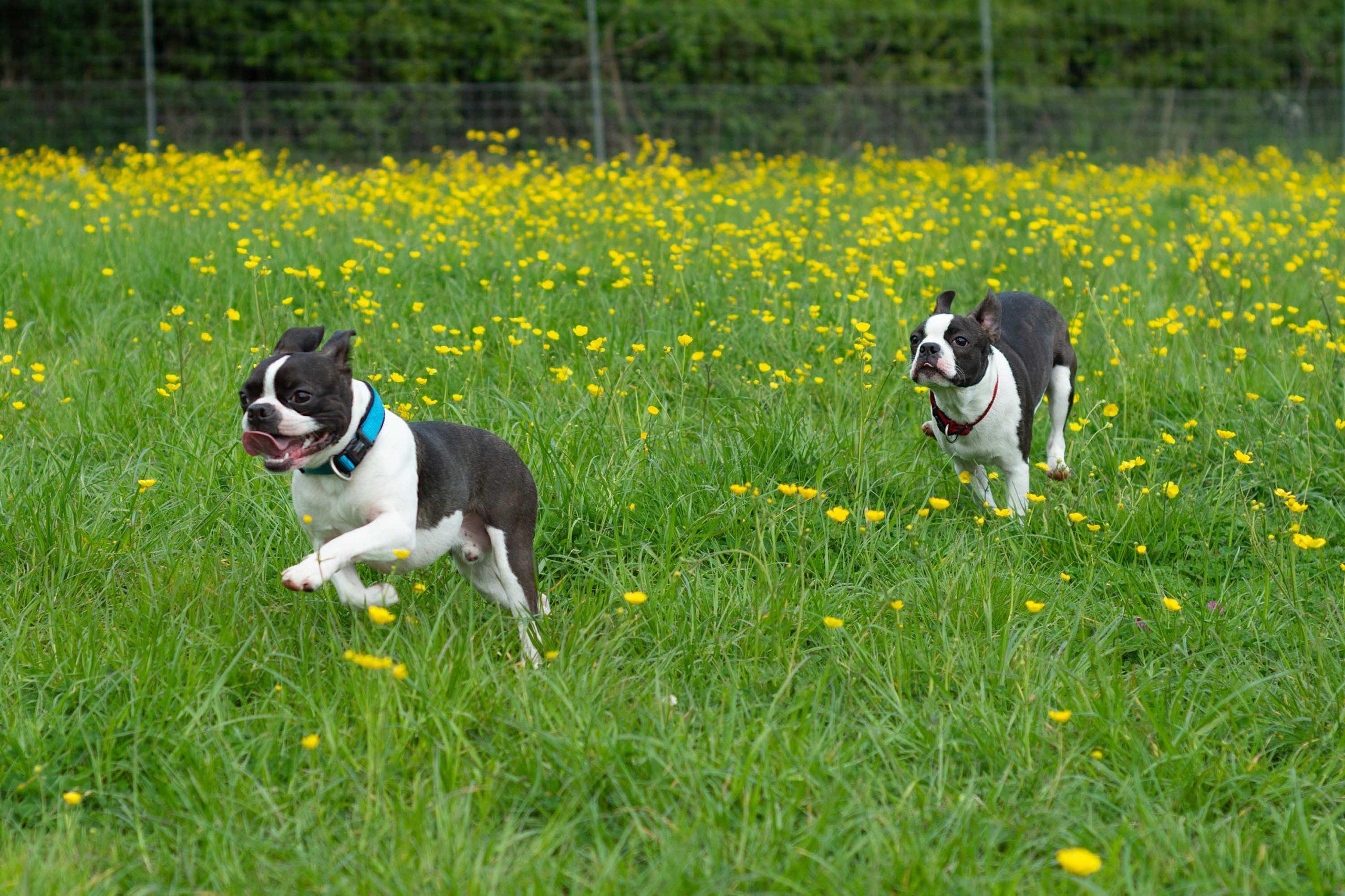 A happy dog in a secure field