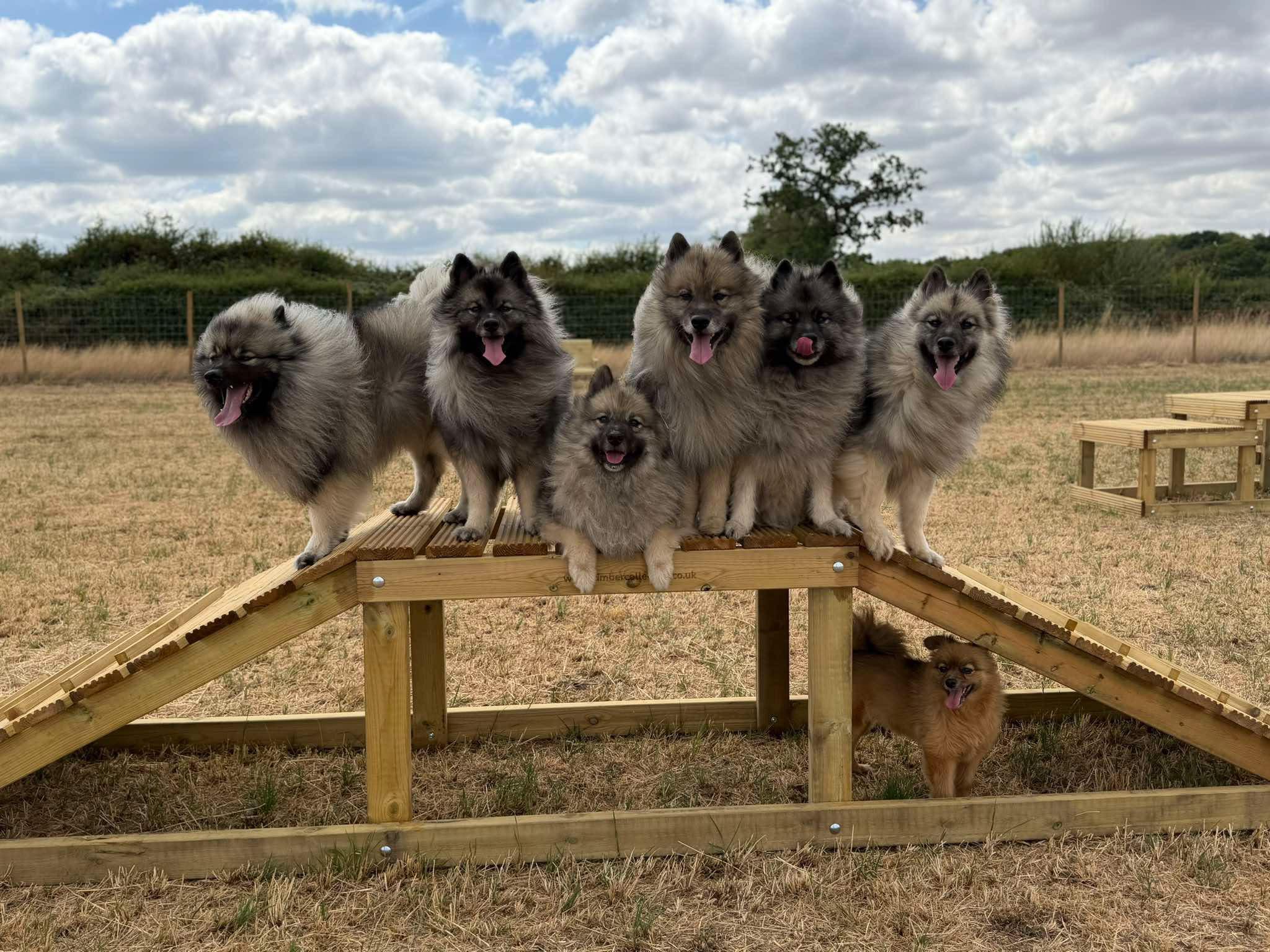 A happy dog in a secure field