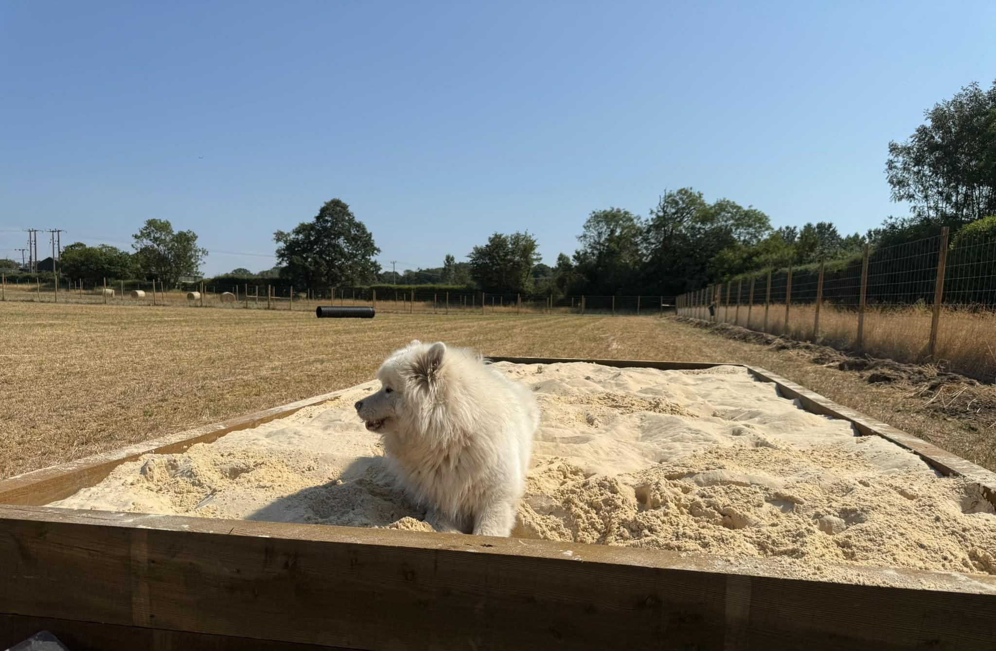 A happy dog in a secure field