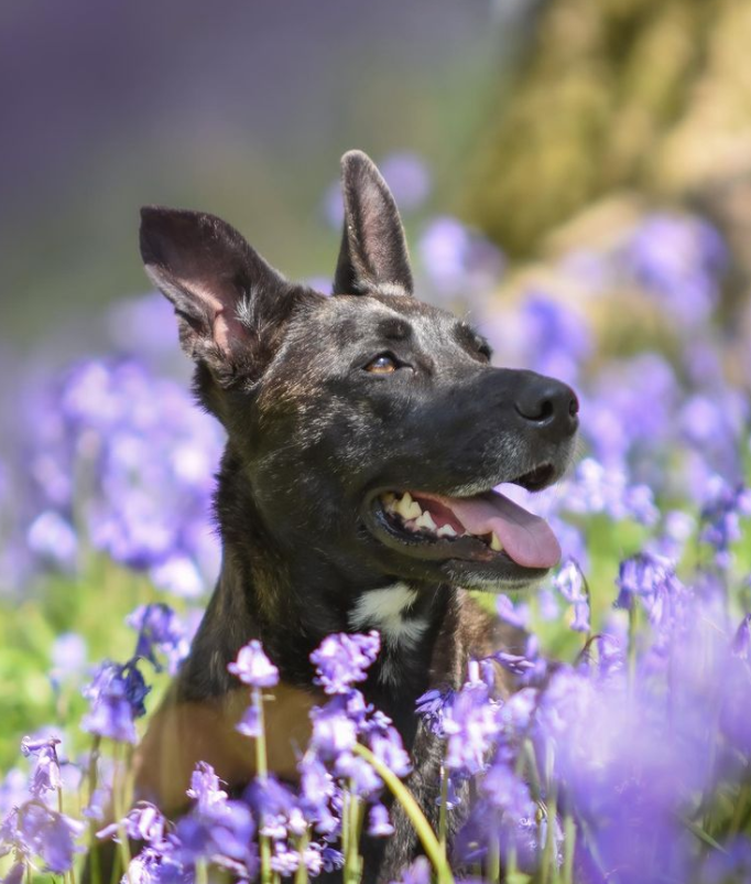 A happy dog in a secure field