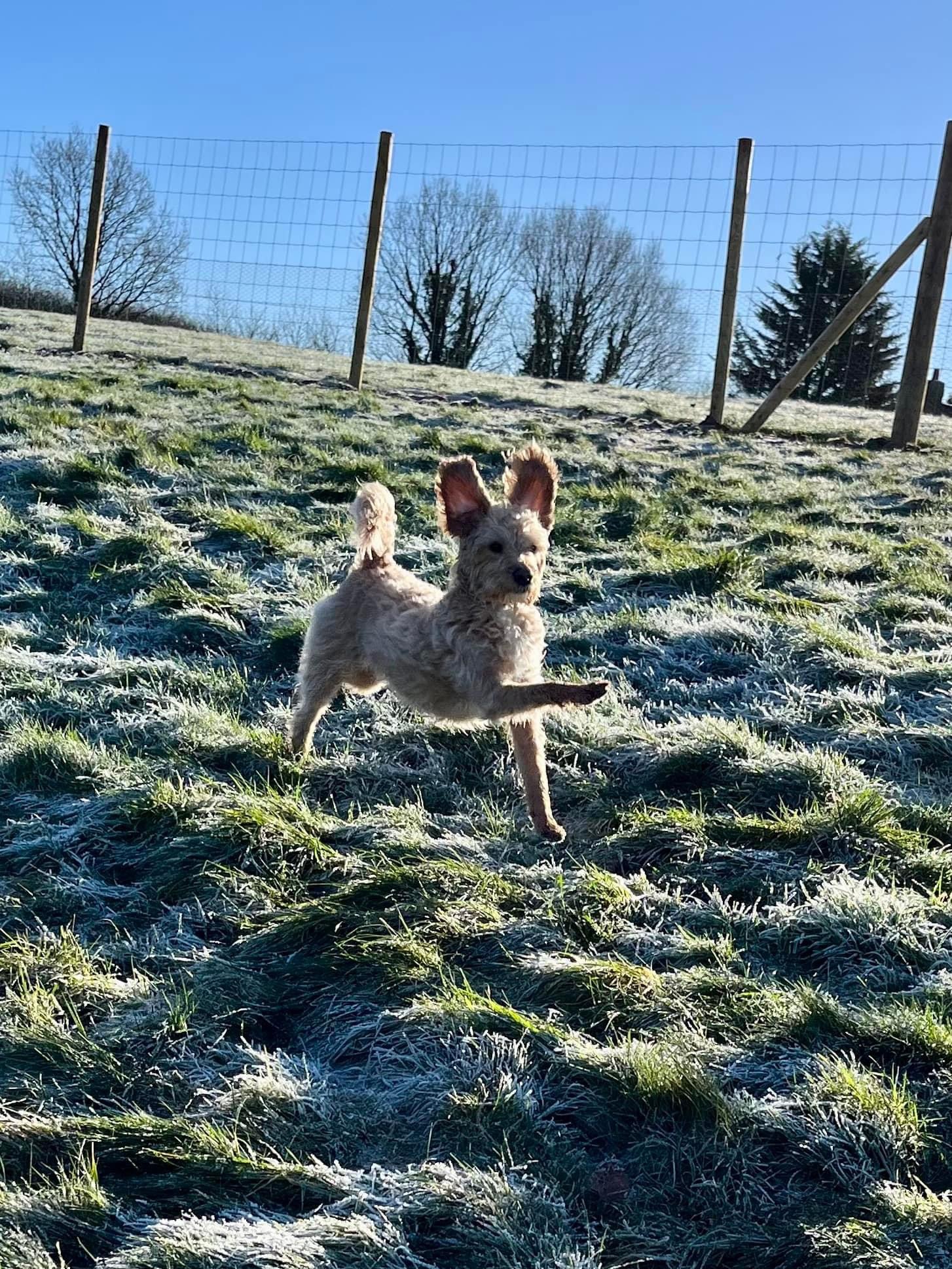 A happy dog in a secure Hounds & Bounds field