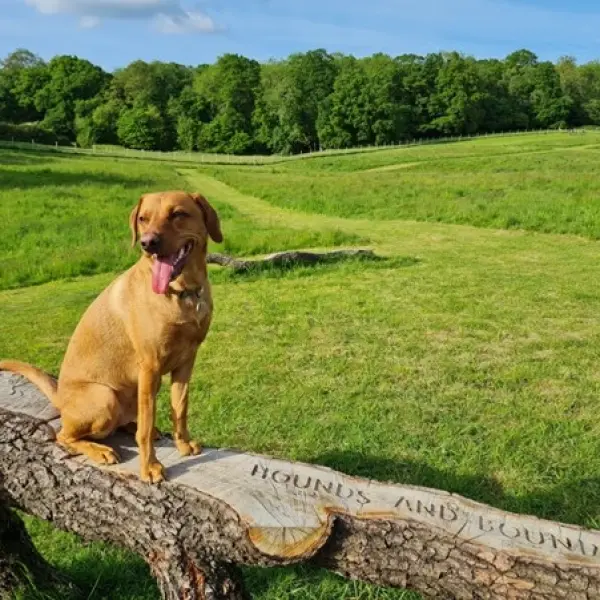Bark & Bounds photo