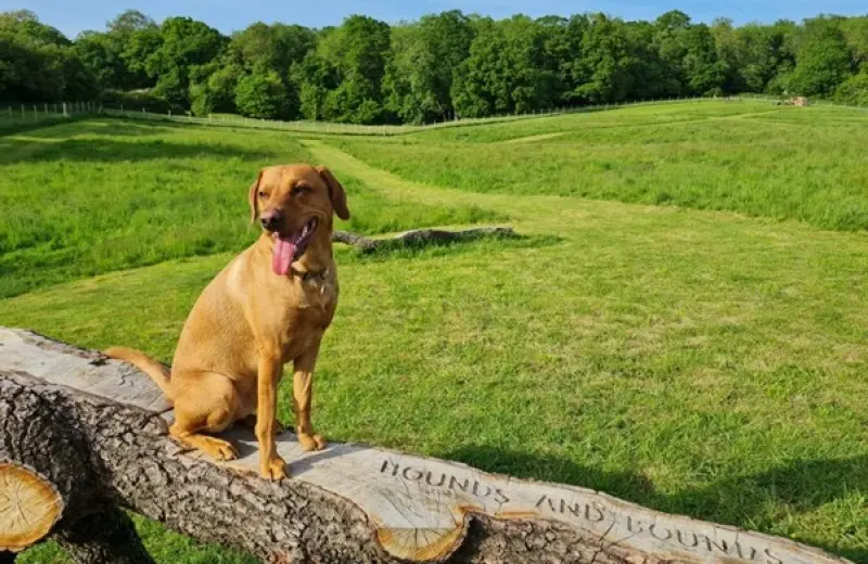 Bark & Bounds, Tilehurst, RG31 4UQ