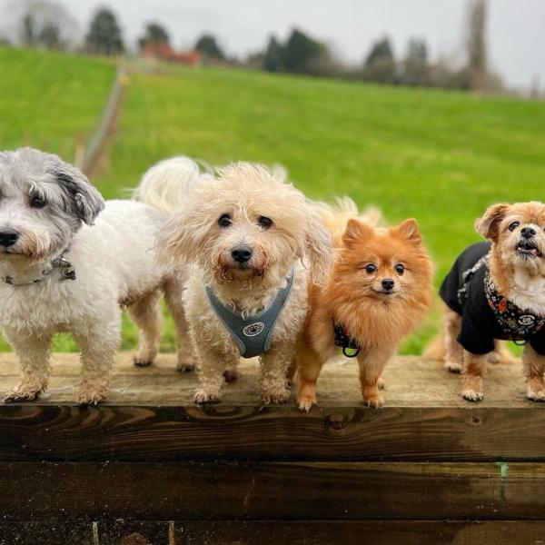 Bark & Bounds photo