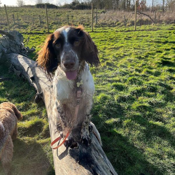 Bark & Bounds photo