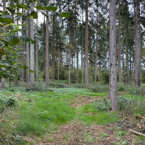 Farleigh Forest photo