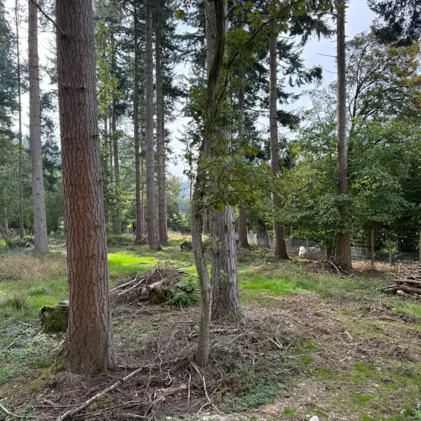 Farleigh Forest photo