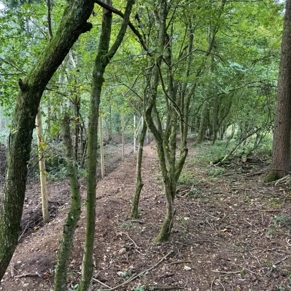 Farleigh Forest photo