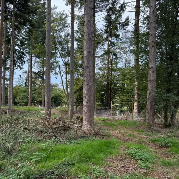 Farleigh Forest photo