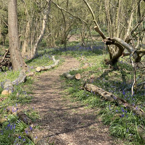Woodland Walkies photo