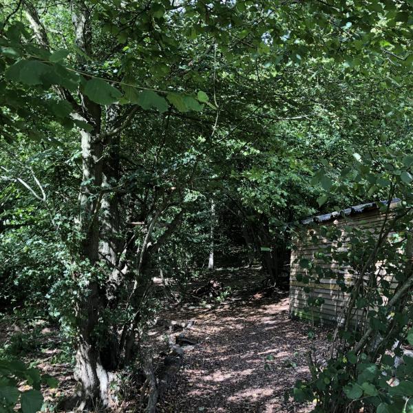 Woodland Walkies photo